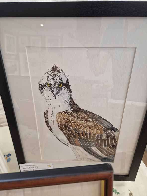 Osprey by Helen Bartlett