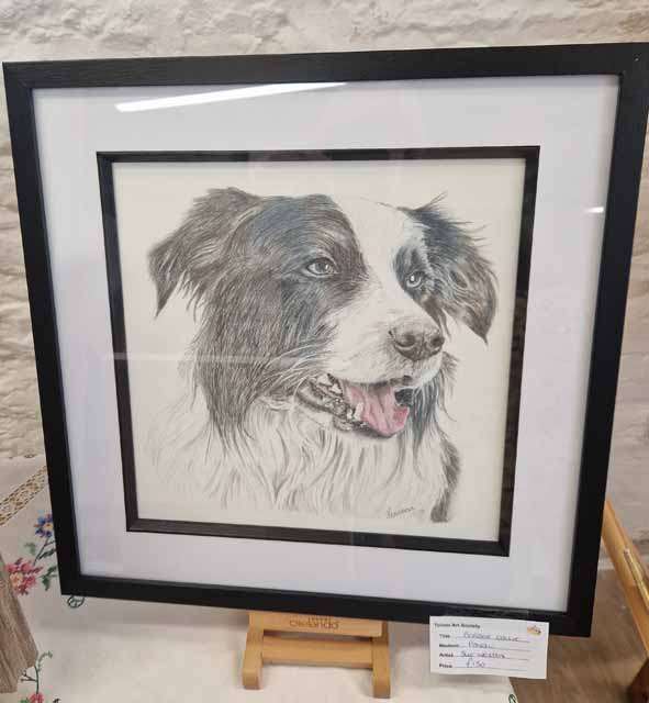 Border collie by Sue Weston