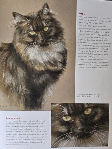 Our cat reference picture