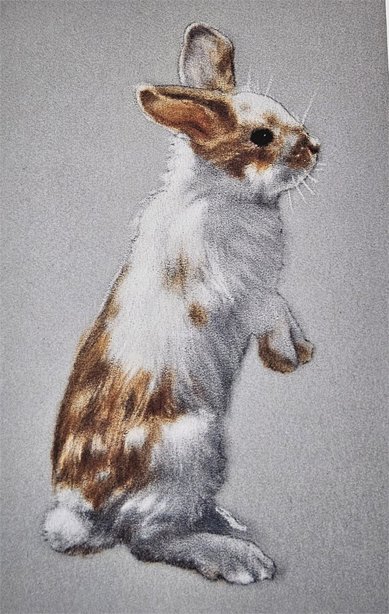 Our rabbit reference picture